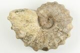 Cretaceous Fossil Ammonite (Calycoceras) - Texas #198217-1